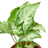 Syngonium 'White Butterfly'