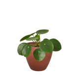 Pilea Peperomioides 'Chinese Money'