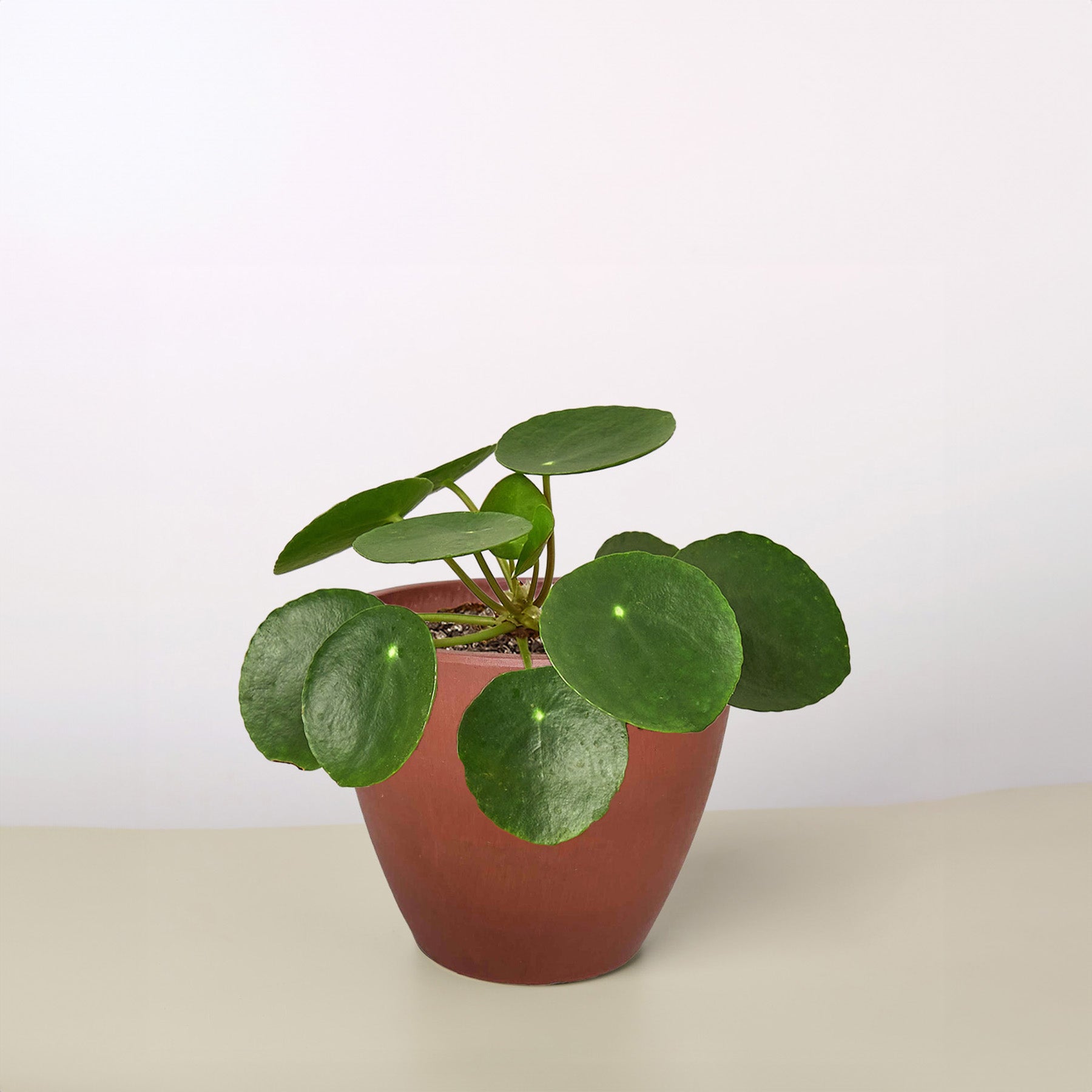 chinese money plant gift Pilea Peperomioides 'Chinese Money' – La Tierra Bendita