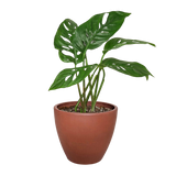 Monstera Adansonii 'Swiss Cheese'
