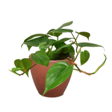 Philodendron Cordatum Heartleaf