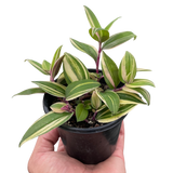 Tradescantia 'Tricolor'