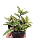 Tradescantia 'Tricolor'