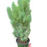 Blue Pine Trees