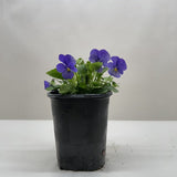 Viola
