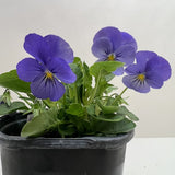 Viola