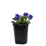 Viola