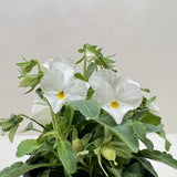 Viola