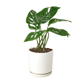 Monstera Adansonii 'Swiss Cheese'