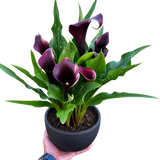 Calla Lily