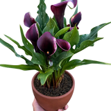 Calla Lily