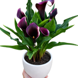 Calla Lily