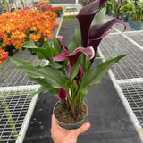 Calla Lily