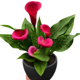 Calla Lily