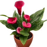 Calla Lily
