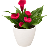 Calla Lily