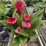 Calla Lily