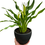 Calla Lily