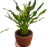 Calla Lily