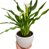 Calla Lily