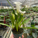 Calla Lily