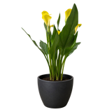 Calla Lily