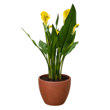 Calla Lily
