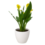 Calla Lily