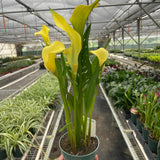 Calla Lily