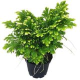 Fern 'Frosty'