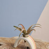 Ceramic Hope Tillandsia Holder