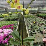 Orquídea 'Phalaenopsis amarilla'