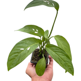Monstera Adansonii 'Swiss Cheese'