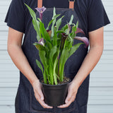 Calla Lily