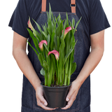Calla Lily