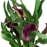 Calla Lily