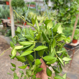 Hoya 'Burtoniae'