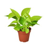 Pothos 'Neon'