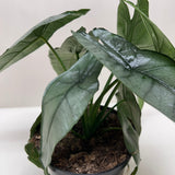 Alocasia 'Dragons Breath'