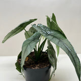 Alocasia 'Dragons Breath'