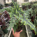 Alocasia 'Jacklyn'