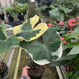 Alocasia 'Mickey Mouse' (Xanthosoma sagittifolium 'Variegatum Monstrosum')