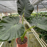 Alocasia 'Regal Shields'