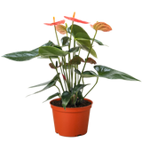 Anthurium 'Orange'