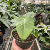 Anthurium 'Veitchii'