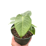 Anthurium 'Veitchii'