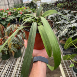 Anthurium 'Vittarifolium'