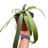 Anthurium 'Vittarifolium'