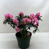Azalea (Rhododendron)
