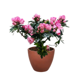 Azalea (Rhododendron)